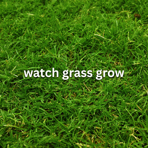 Cover image for Watch Grass Grow