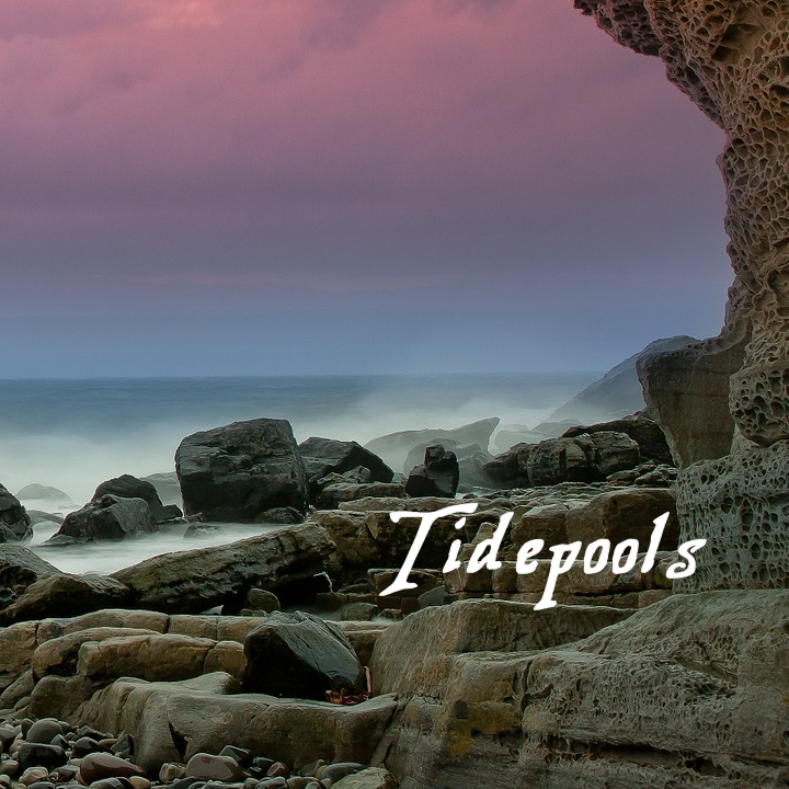 Cover image for Tidepools