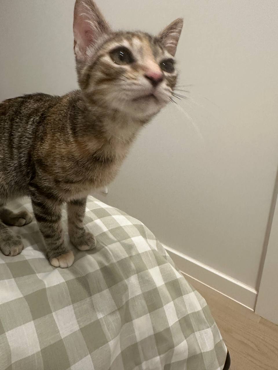 My Kitty 