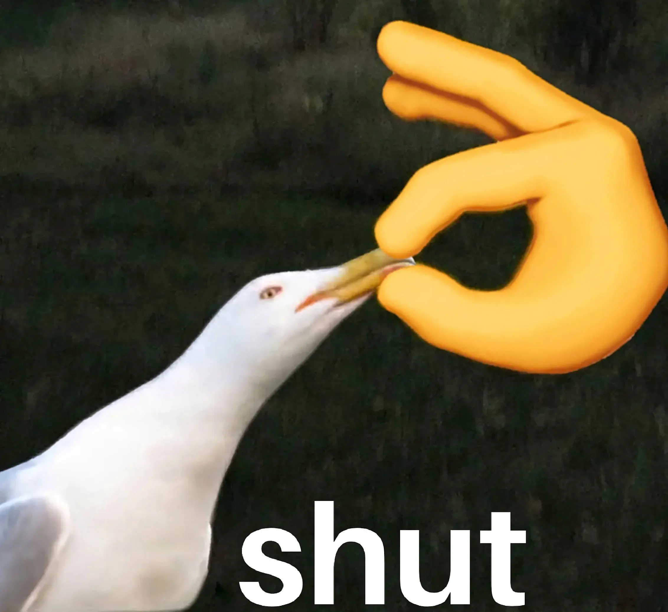 shut