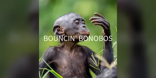 Cover image for bouncin' bonobos