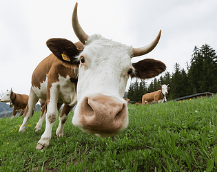 Cowbells - Cattle - Countryside Ambience