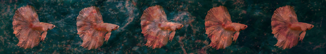 Parasite