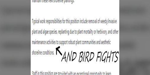 Cover image for BIRD FIGHT SIMULATOR 2009