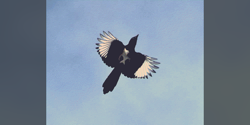 Cover image for one for sorrow
