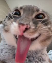 Gato Chase