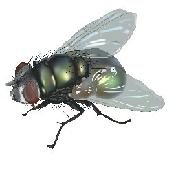 FLIE