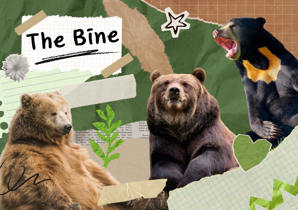 The Bine (aka the bear zine)