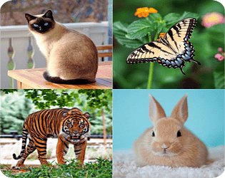 Name That Animal Quiz Game