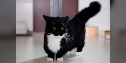 Cover image for Cat Pet Game