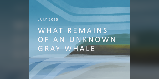Cover image for What Remains of an Unknown Gray Whale