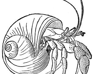 A New Shell