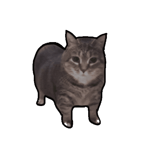 spin-cat-2