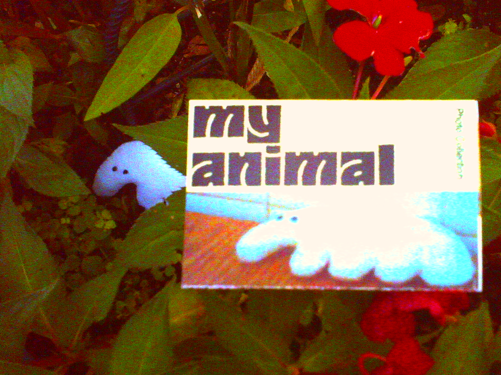 Cover image for my animal | photo collection