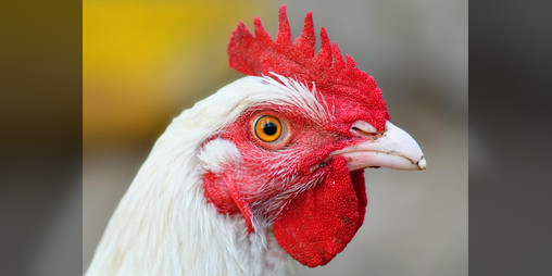 Cover image for DP Chicken