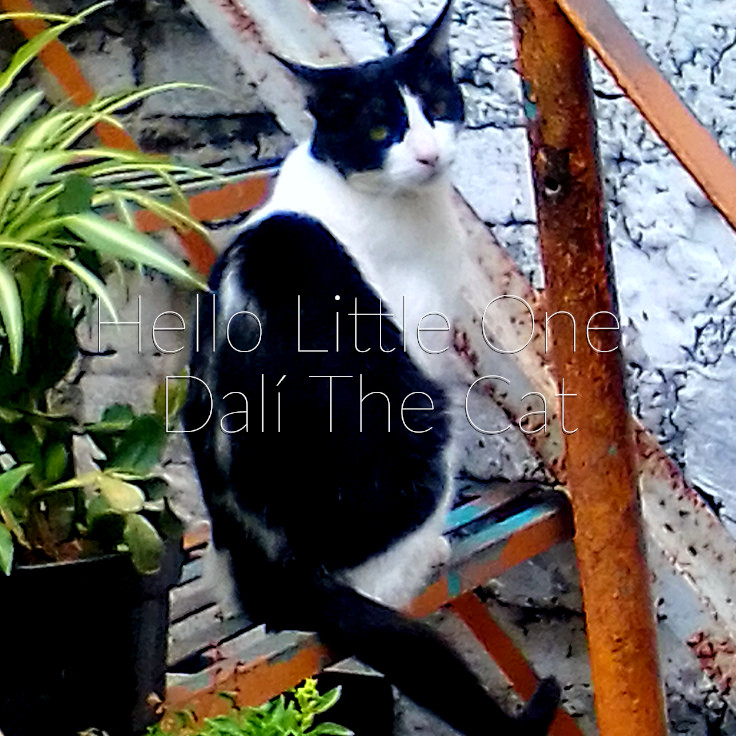 Cover image for Hello Little One Dalí The Cat