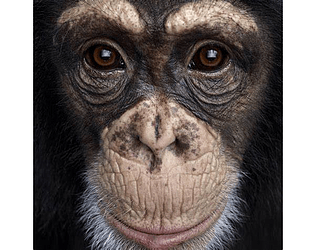 Swinging Chimps