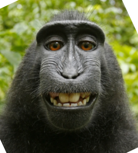 Phobic macaca (v1.2 alpha)