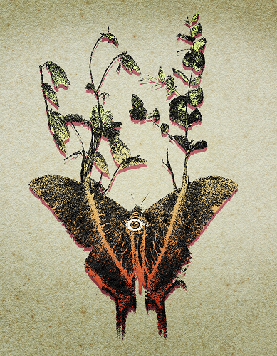 Cover image for Arbor