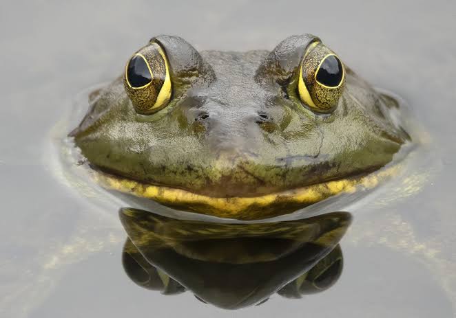 Cover image for Get the frog home