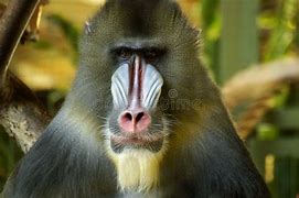 BABOON KINGDOM