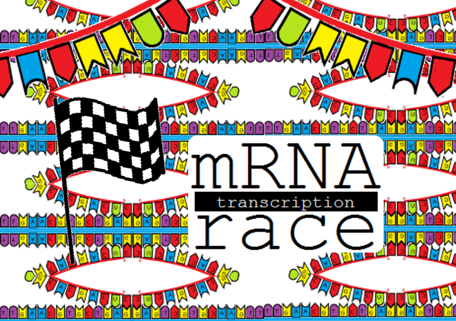 The mRNA Transcription Race