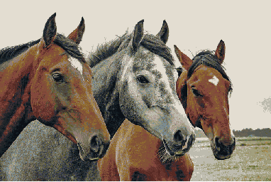 Steed Simulator