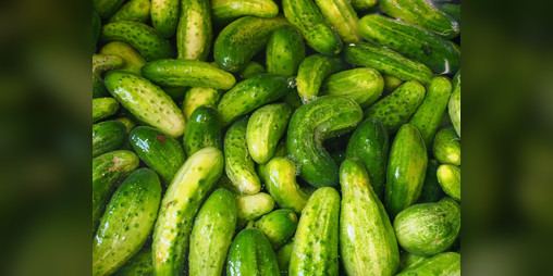 Cover image for TickleThePickle