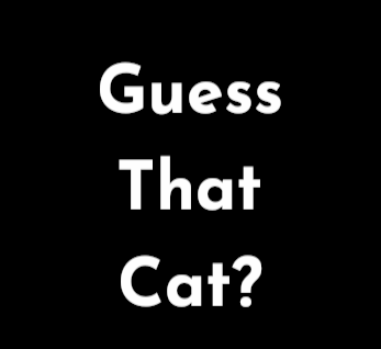 Guess That Cat