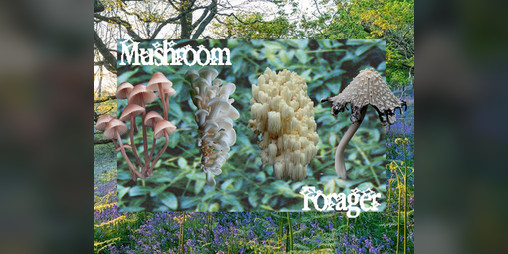Cover image for Mushroom Forager