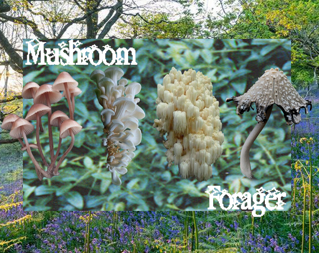 Cover image for Mushroom Forager