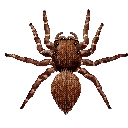 Spidey