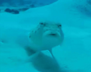 Fish Click Gam