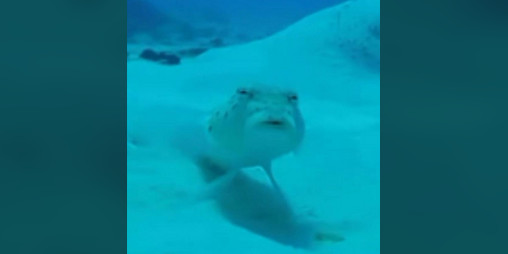 Cover image for Fish Click Gam