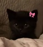 Nxt's Bashed Terror Of Doom (A New Threat)