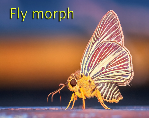 Fly morph