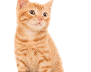 Gatinho & Ração