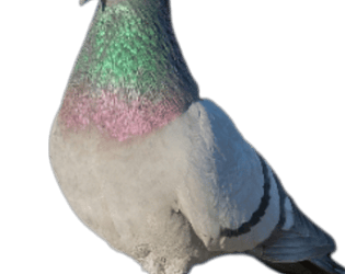 Pigeon