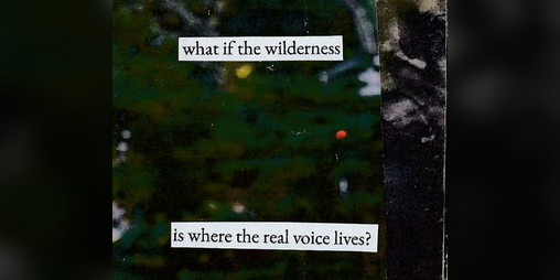 Cover image for what if the wilderness is where the real voice lives?