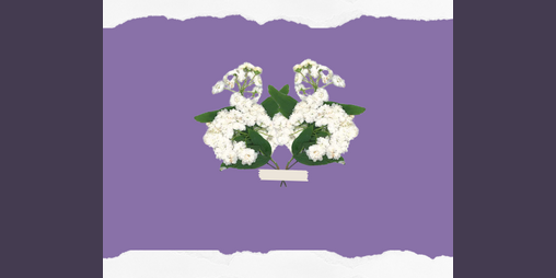 Cover image for primavera