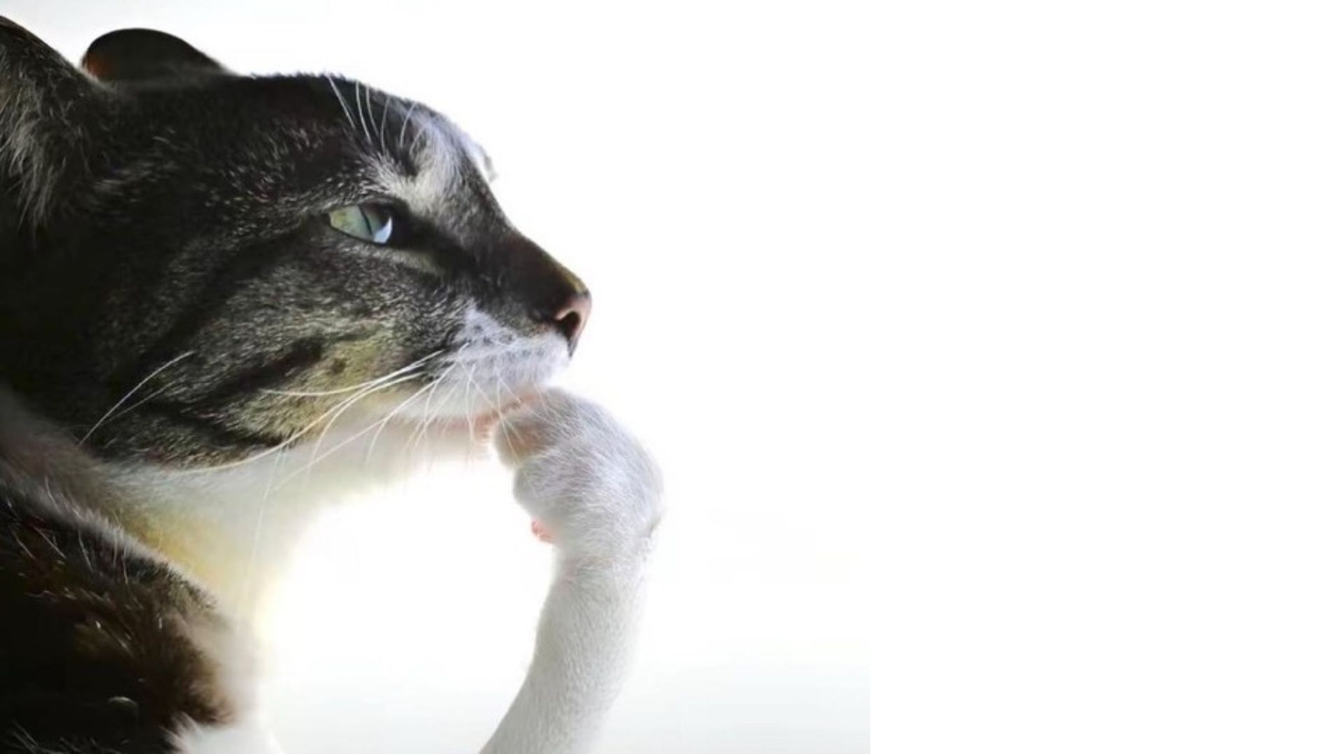 Cover image for Kitty Clicker
