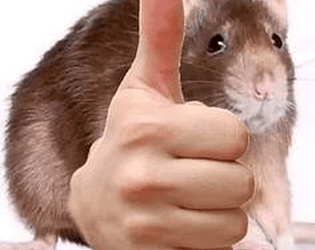 lo