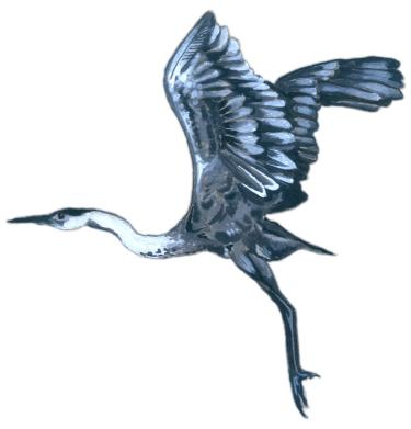 The Girl and The Fallen Star