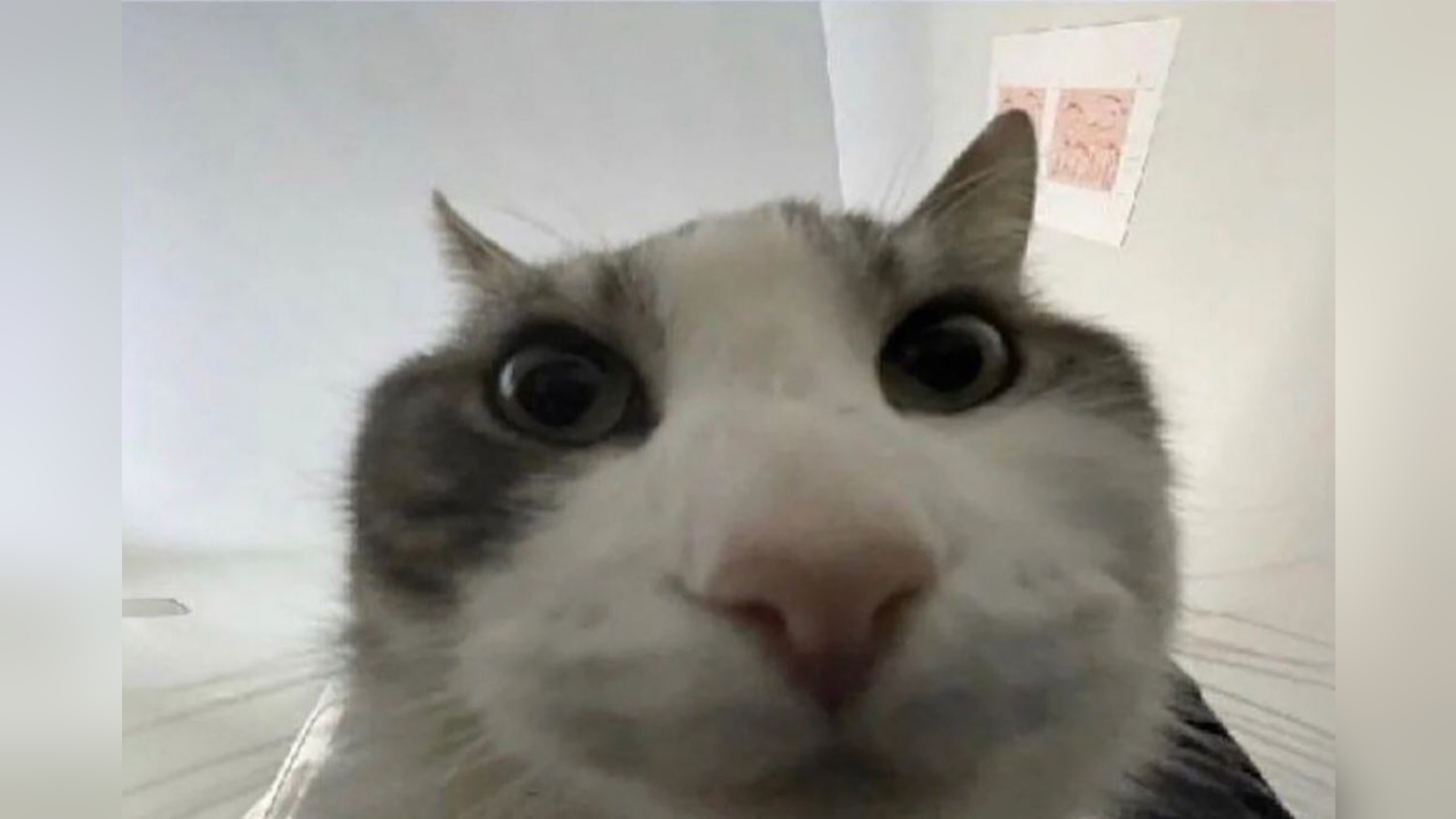 help the catttttttt now