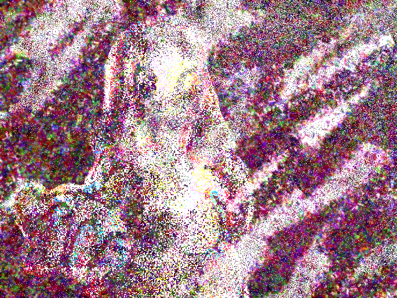 Cover image for noise girl