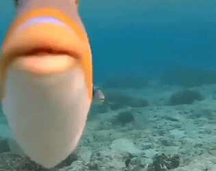 Fishy Fishgame