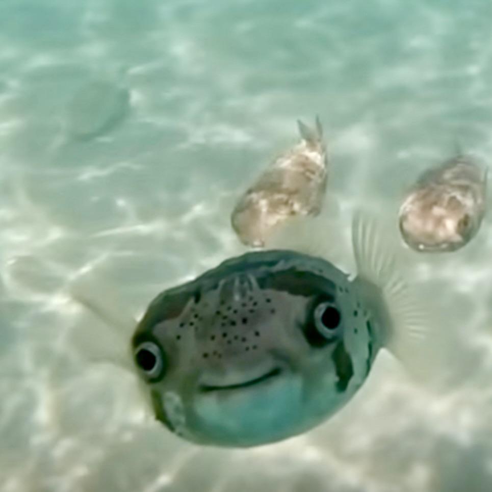 Smiley Fishy Testy