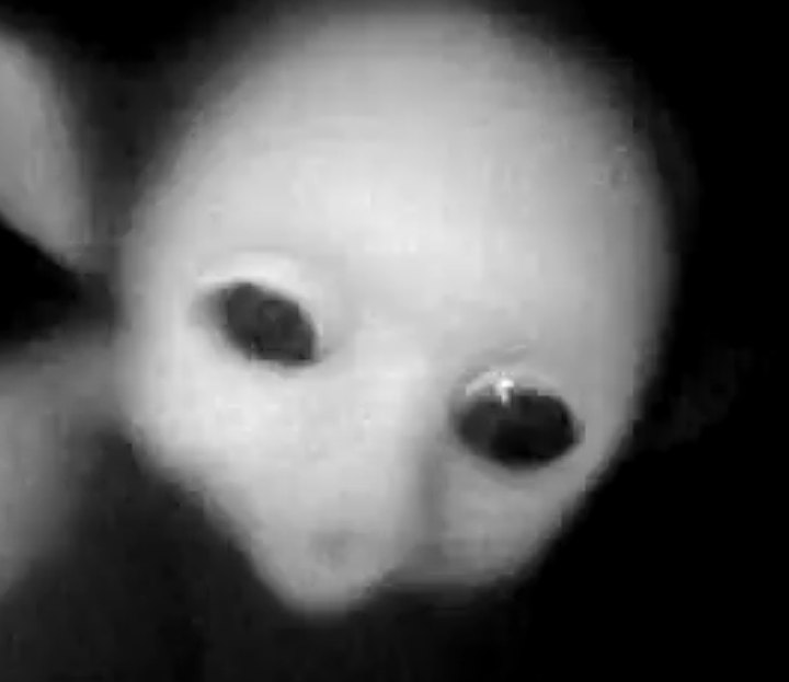 SLENDY TUBBIES REDUX2 (ONLY IN BETA)