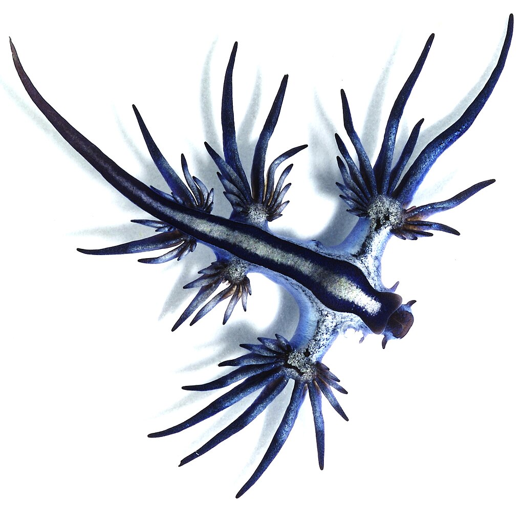 Glaucus