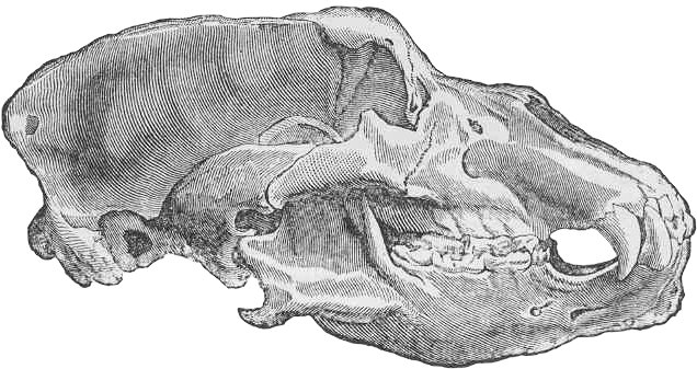 Untitled Animal Book